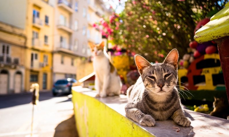 Обои лето, город, улица, коты, кошки, тепло, summer, the city, street, cats, heat разрешение 2048x1365 Загрузить