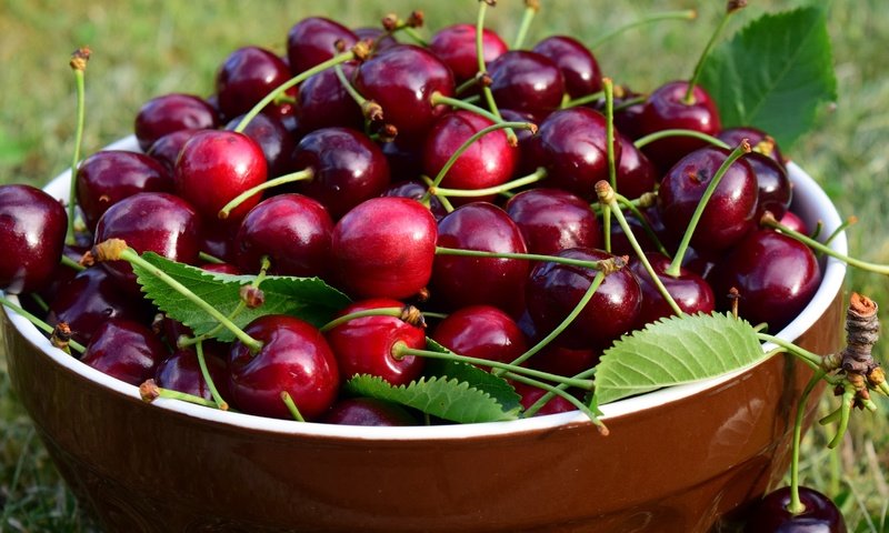 Обои листья, черешня, ягоды, вишня, чашка, миска, leaves, cherry, berries, cup, bowl разрешение 5184x2916 Загрузить