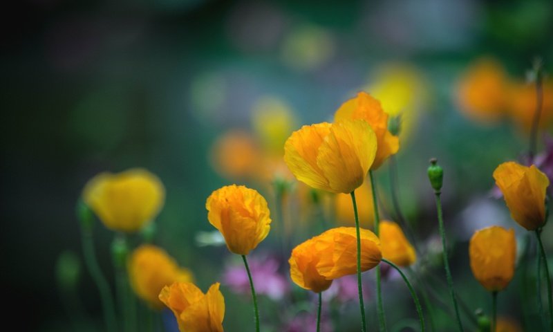 Обои цветы, лепестки, маки, луг, стебли, желтые, yellow poppies, flowers, petals, maki, meadow, stems, yellow разрешение 2048x1365 Загрузить