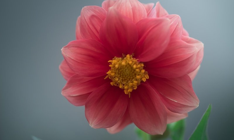 Обои макро, цветок, георгин, macro, flower, dahlia разрешение 5363x3859 Загрузить