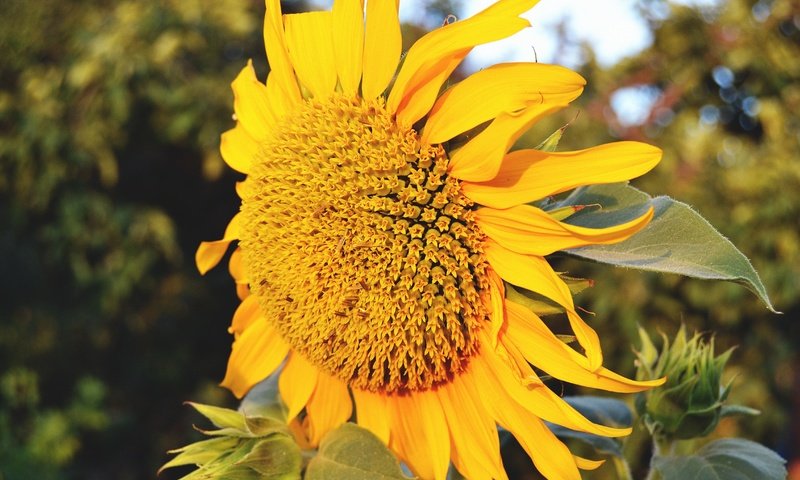 Обои желтый, макро, цветок, лето, лепестки, подсолнух, yellow, macro, flower, summer, petals, sunflower разрешение 4608x3072 Загрузить