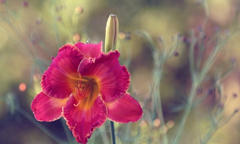 Обои макро, цветок, лепестки, размытость, лилейник, macro, flower, petals, blur, daylilies разрешение 5125x3131 Загрузить