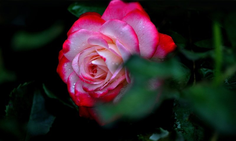 Обои макро, цветок, роса, капли, роза, лепестки, macro, flower, rosa, drops, rose, petals разрешение 4288x2864 Загрузить