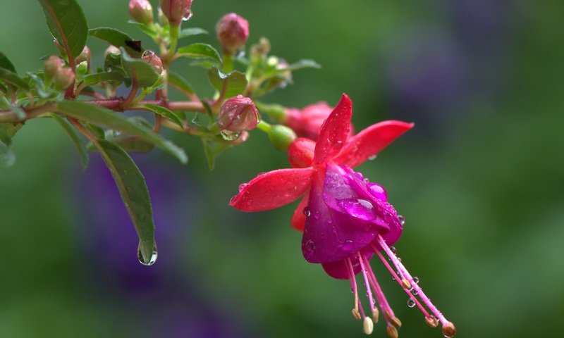 Обои цветы, макро, фон, капли, размытость, веточка, фуксия, бутончики, flowers, macro, background, drops, blur, sprig, fuchsia, buds разрешение 3663x2619 Загрузить