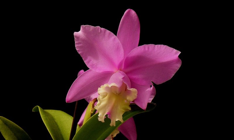 Обои макро, фон, цветок, лепестки, черный фон, орхидея, macro, background, flower, petals, black background, orchid разрешение 3100x1959 Загрузить