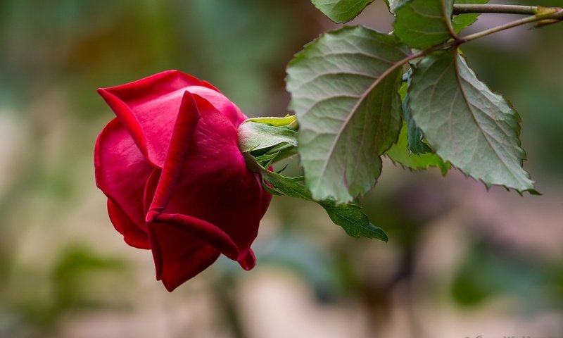 Обои листья, макро, фон, роза, лепестки, размытость, бутон, leaves, macro, background, rose, petals, blur, bud разрешение 2048x1347 Загрузить