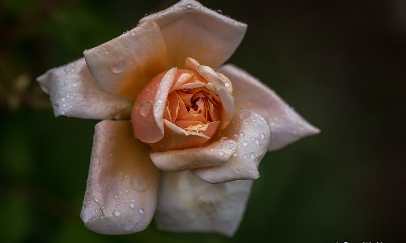 Обои макро, фон, капли, роза, лепестки, macro, background, drops, rose, petals разрешение 2048x1339 Загрузить