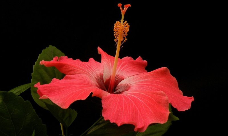 Обои макро, цветок, лепестки, черный фон, гибискус, macro, flower, petals, black background, hibiscus разрешение 2880x1850 Загрузить