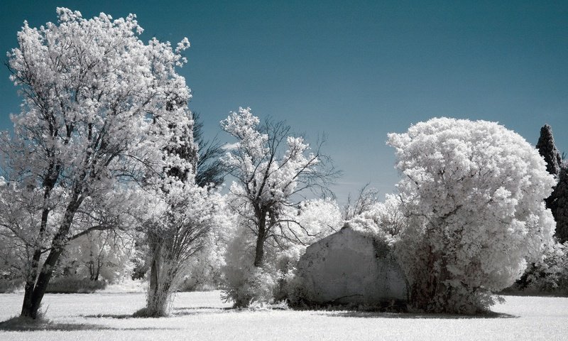 Обои небо, деревья, снег, зима, иней, инфракрасный снимок, the sky, trees, snow, winter, frost, infrared the разрешение 2048x1356 Загрузить