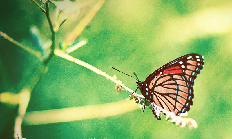 Обои насекомое, бабочка, крылья, размытость, растение, okelly mccarthy, insect, butterfly, wings, blur, plant разрешение 3506x2819 Загрузить