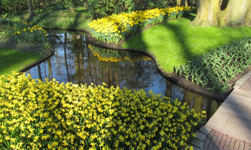 Обои цветы, парк, пруд, нарциссы, нидерланды, голландия, keukenhof, flowers, park, pond, daffodils, netherlands, holland разрешение 3600x2700 Загрузить