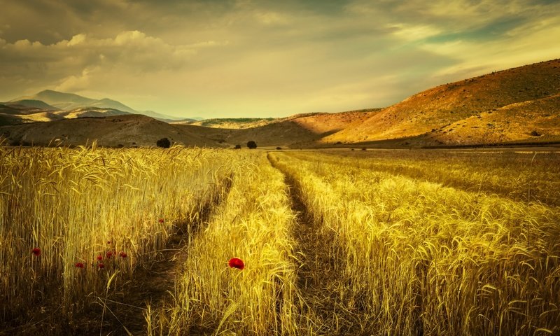 Обои небо, облака, горы, поле, лето, маки, колосья, the sky, clouds, mountains, field, summer, maki, ears разрешение 2560x1707 Загрузить