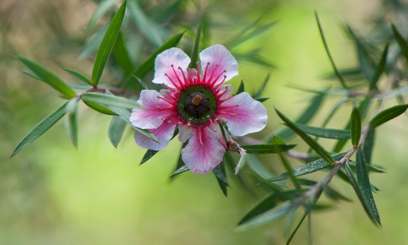 Обои природа, листья, цветок, лепестки, лептоспермум, nature, leaves, flower, petals, leptospermum разрешение 4288x2717 Загрузить