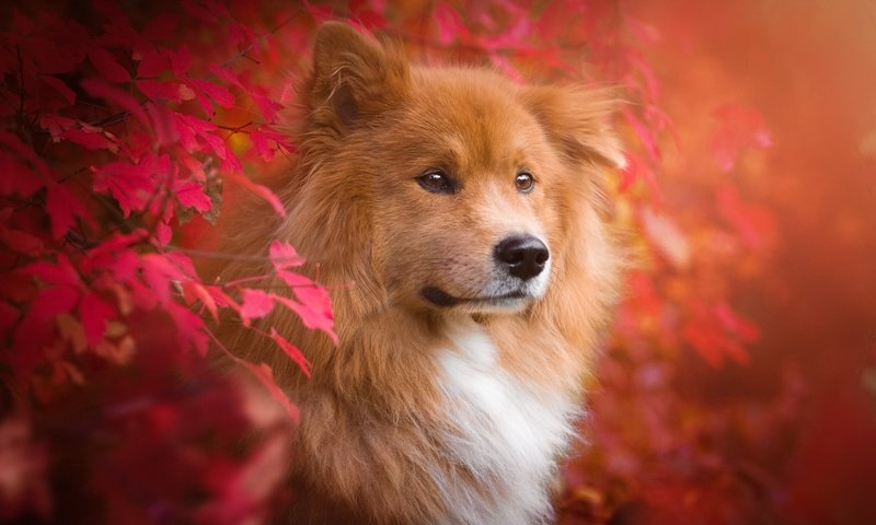 Обои природа, листья, ветки, осень, собака, животное, пес, евразиер, birgit chytracek, nature, leaves, branches, autumn, dog, animal, the eurasier разрешение 2048x1365 Загрузить