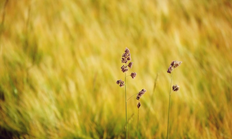 Обои трава, природа, макро, поле, размытость, полевые цветы, grass, nature, macro, field, blur, wildflowers разрешение 1936x1296 Загрузить