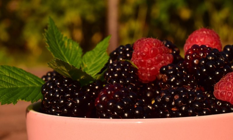 Обои листья, макро, малина, ягоды, чашка, ежевика, leaves, macro, raspberry, berries, cup, blackberry разрешение 6000x3375 Загрузить