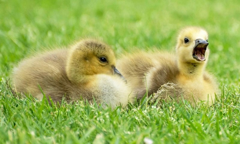 Обои трава, птицы, клюв, перья, птенцы, гуси, гусята, grass, birds, beak, feathers, chicks, geese, the goslings разрешение 2048x1310 Загрузить