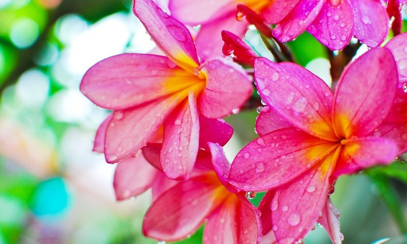 Обои цветы, роса, капли, плюмерия, flowers, rosa, drops, plumeria разрешение 3840x2571 Загрузить