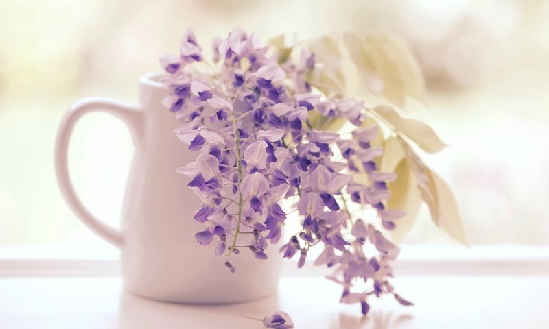 Обои цветы, соцветия, кисти, глициния, вистерия, flowers, inflorescence, brush, wisteria разрешение 2400x1600 Загрузить