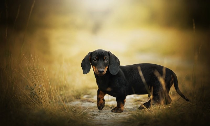 Обои мордочка, взгляд, собака, такса, боке, eddie, muzzle, look, dog, dachshund, bokeh разрешение 2048x1255 Загрузить