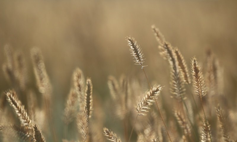 Обои трава, фон, лето, колоски, травинки, ко, grass, background, summer, spikelets, to разрешение 1920x1280 Загрузить