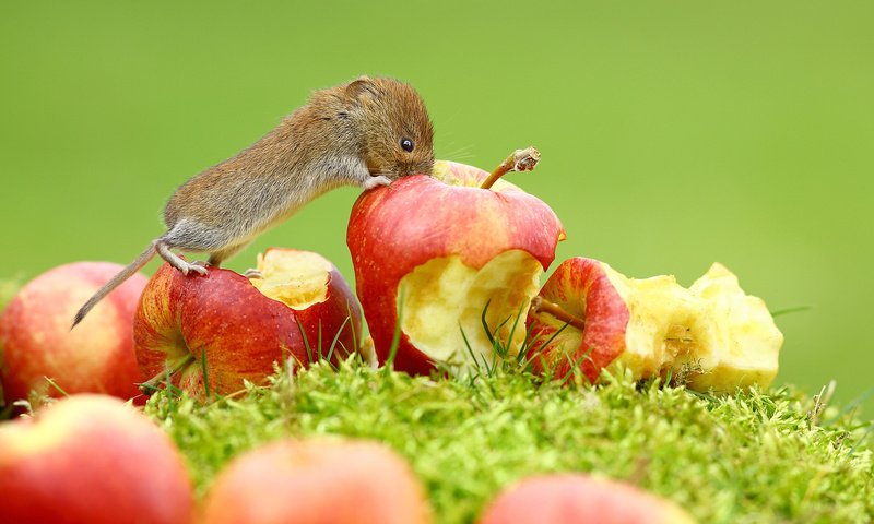 Обои трава, фрукты, яблоки, мышь, животное, зверек, grass, fruit, apples, mouse, animal разрешение 2048x1365 Загрузить