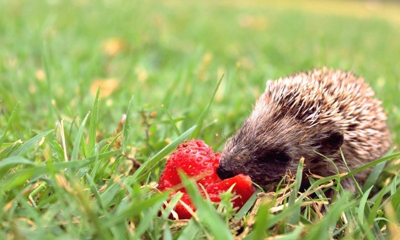 Обои трава, мордочка, клубника, весна, ежик, иголки, еж, боке, grass, muzzle, strawberry, spring, hedgehog, needles, bokeh разрешение 2330x1456 Загрузить