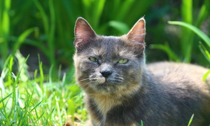 Обои трава, кот, мордочка, усы, кошка, взгляд, grass, cat, muzzle, mustache, look разрешение 1920x1280 Загрузить