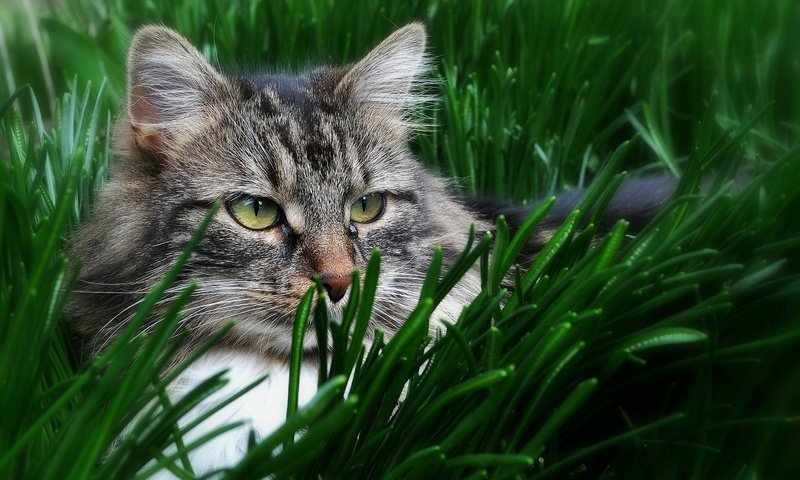 Обои глаза, трава, кот, кошка, взгляд, eyes, grass, cat, look разрешение 2738x1909 Загрузить