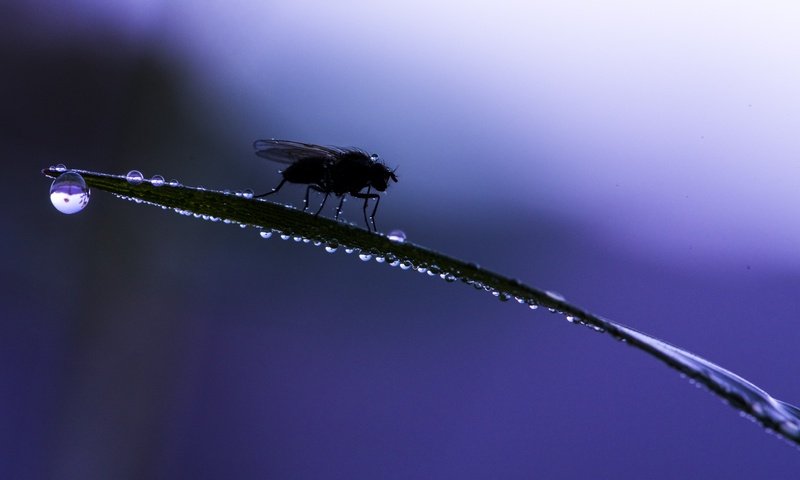 Обои трава, макро, насекомое, фон, капли, муха, grass, macro, insect, background, drops, fly разрешение 6016x4016 Загрузить