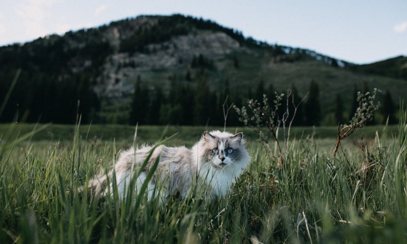 Обои трава, природа, кот, мордочка, взгляд, пушистый, голубые глаза, grass, nature, cat, muzzle, look, fluffy, blue eyes разрешение 5472x3648 Загрузить