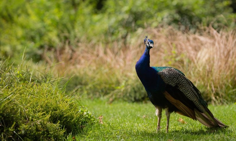 Обои трава, природа, поляна, птица, павлин, grass, nature, glade, bird, peacock разрешение 4719x2655 Загрузить