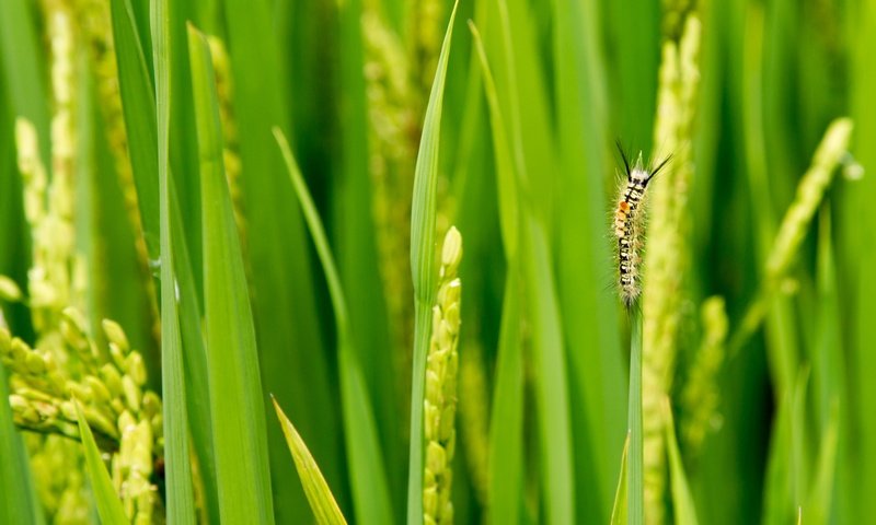 Обои трава, зелень, макро, насекомое, колоски, гусеница, травинки, grass, greens, macro, insect, spikelets, caterpillar разрешение 4782x1594 Загрузить