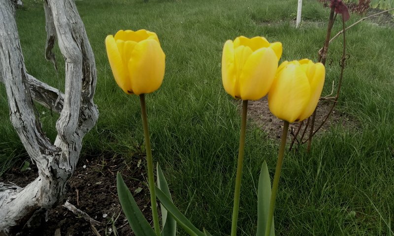 Обои цветы, трава, весна, тюльпаны, стебли, желтые, flowers, grass, spring, tulips, stems, yellow разрешение 4208x3120 Загрузить