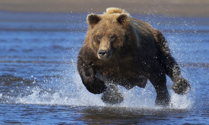 Обои морда, вода, взгляд, медведь, брызги, бег, face, water, look, bear, squirt, running разрешение 4278x2898 Загрузить