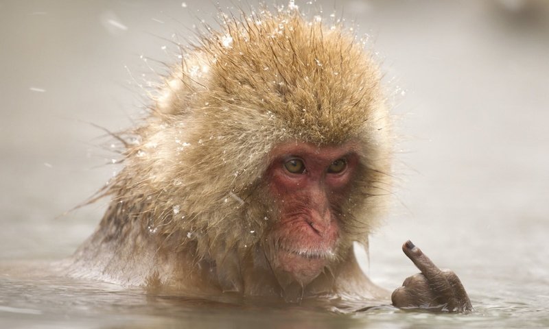 Обои вода, снег, палец, животное, купание, обезьяна, макака, water, snow, finger, animal, bathing, monkey разрешение 1920x1280 Загрузить