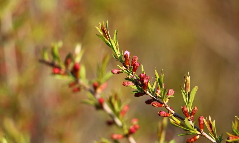 Обои зелень, листья, фон, размытость, весна, веточки, greens, leaves, background, blur, spring, twigs разрешение 1920x1280 Загрузить