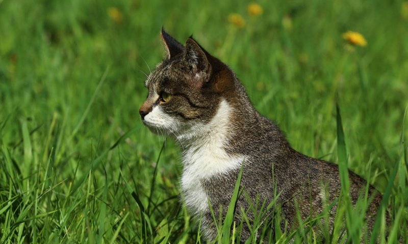 Обои трава, зелень, кошка, взгляд, профиль, травка, grass, greens, cat, look, profile, weed разрешение 1920x1280 Загрузить