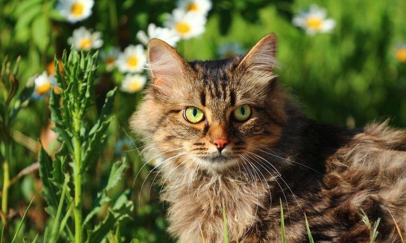 Обои цветы, зелень, кот, мордочка, усы, кошка, взгляд, мордашка, flowers, greens, cat, muzzle, mustache, look, face разрешение 1920x1280 Загрузить