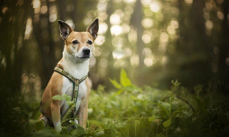Обои зелень, собака, блики, luna, боке, dackelpup, greens, dog, glare, bokeh разрешение 2048x1367 Загрузить