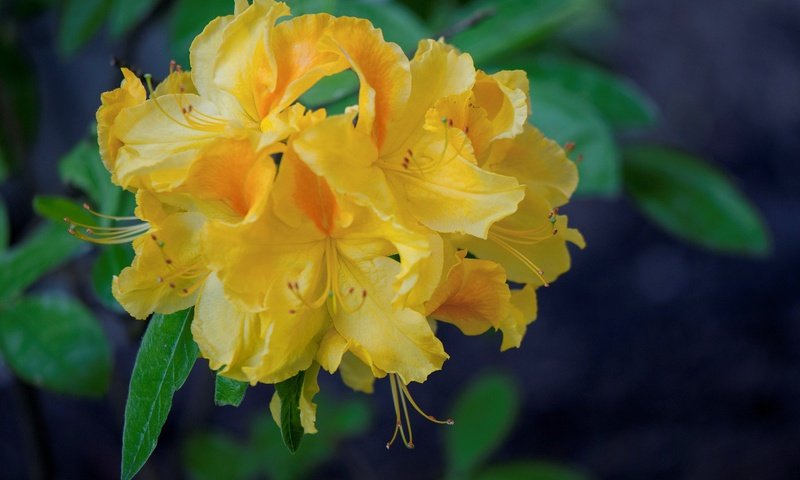 Обои желтые, азалия, рододендрон, yellow, azalea, rhododendron разрешение 2048x1360 Загрузить