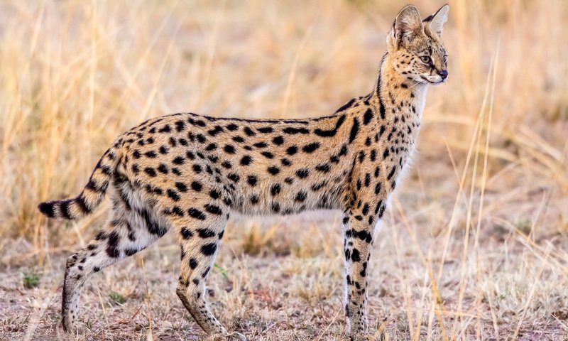 Обои животные, грация, сервал, animals, grace, serval разрешение 2500x1655 Загрузить