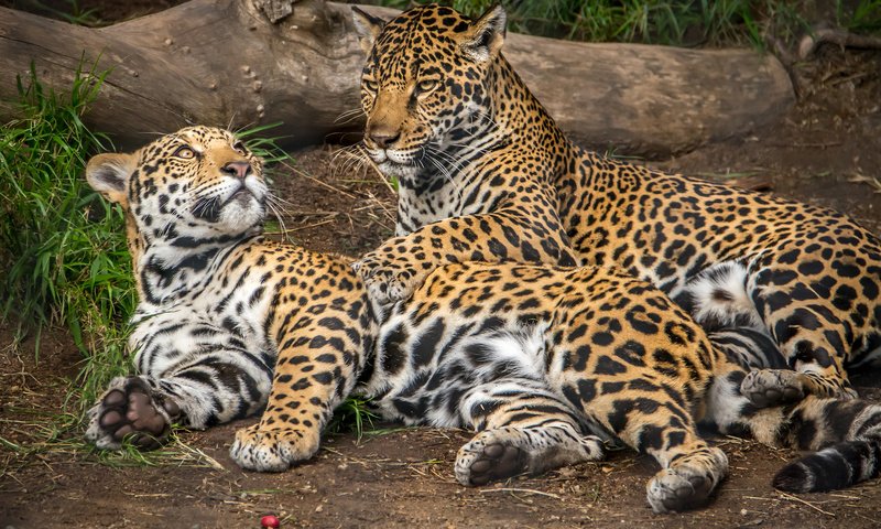 Обои животные, хищник, ягуар, ягуары, animals, predator, jaguar, jaguars разрешение 2048x1365 Загрузить