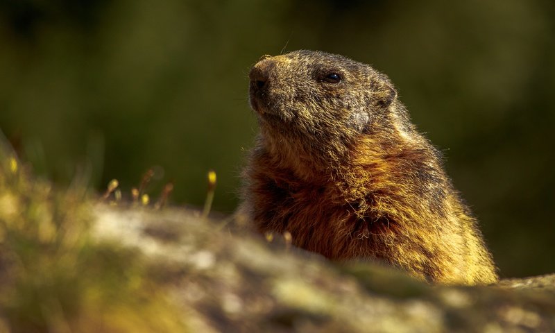 Обои животные, мордочка, сурок, грызуны, animals, muzzle, marmot, rodents разрешение 4342x2443 Загрузить