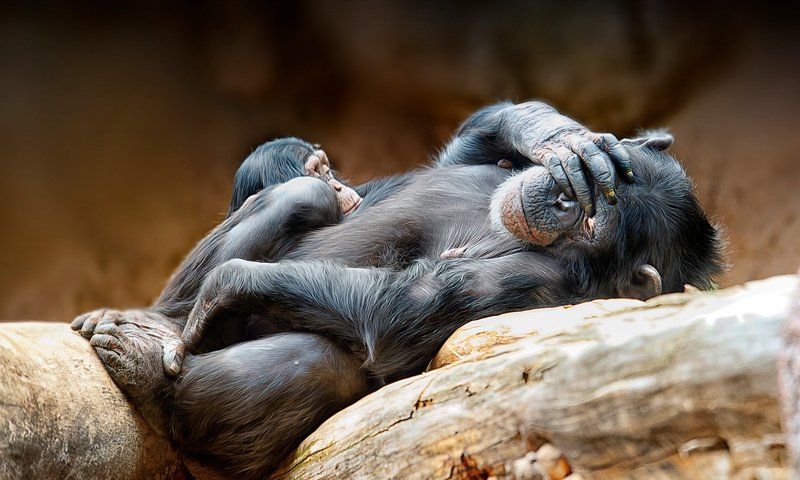 Обои животные, обезьяна, бревна, детеныш, обезьяны, шимпанзе, animals, monkey, logs, cub, chimpanzees разрешение 1920x1115 Загрузить