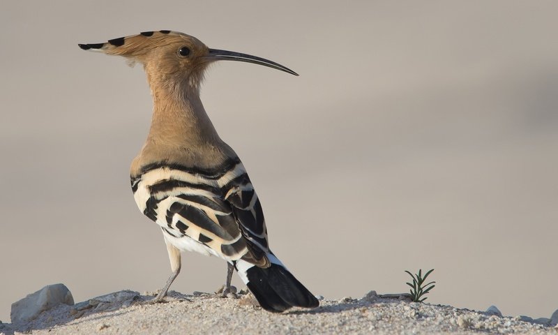 Обои животные, птица, клюв, перья, удод, animals, bird, beak, feathers, hoopoe разрешение 2048x1242 Загрузить