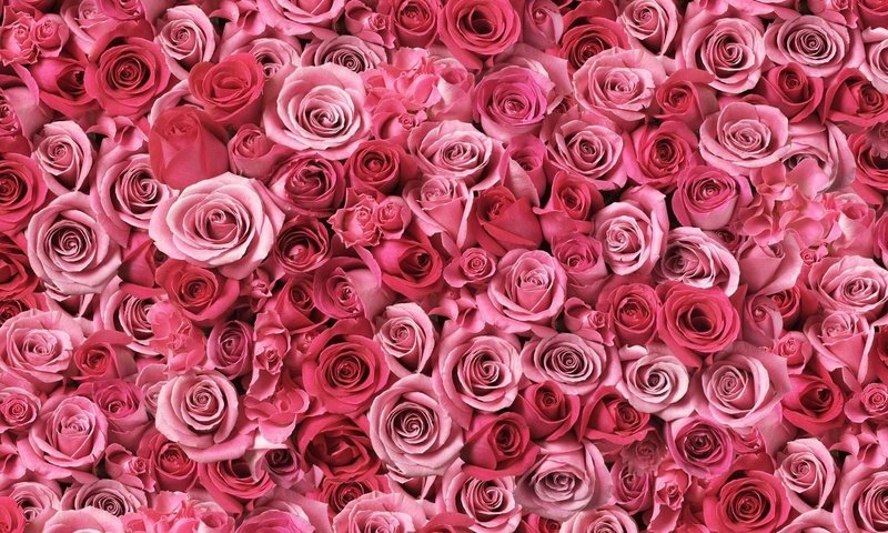 Обои цветы, бутоны, розы, flowers, buds, roses разрешение 1920x1200 Загрузить