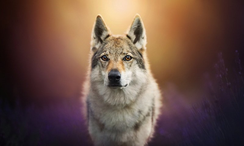 Обои мордочка, лаванда, взгляд, собака, пес, боке, чехословацкая волчья собака, чехословацкий влчак, muzzle, lavender, look, dog, bokeh, the czechoslovakian wolfdog, czechoslovakian, wolfdog разрешение 2048x1189 Загрузить