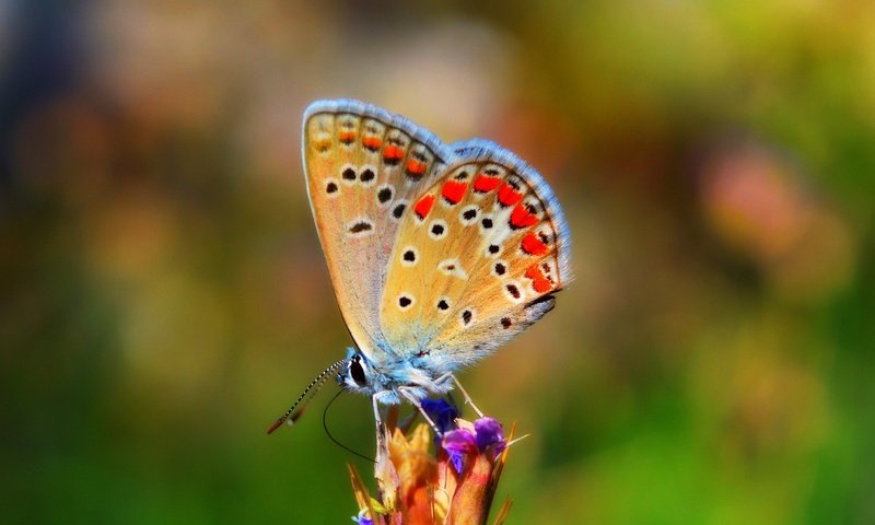 Обои природа, насекомое, бабочка, крылья, боке, nature, insect, butterfly, wings, bokeh разрешение 3000x1797 Загрузить