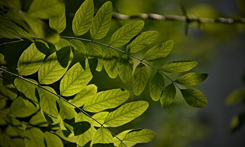 Обои листья, макро, ветки, зеленые листья, leaves, macro, branches, green leaves разрешение 6000x4000 Загрузить